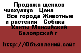 Продажа щенков чиахуахуа › Цена ­ 12 000 - Все города Животные и растения » Собаки   . Ханты-Мансийский,Белоярский г.